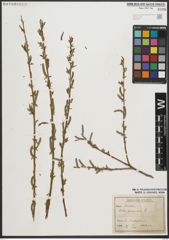 Foto von Salix purpurea L.